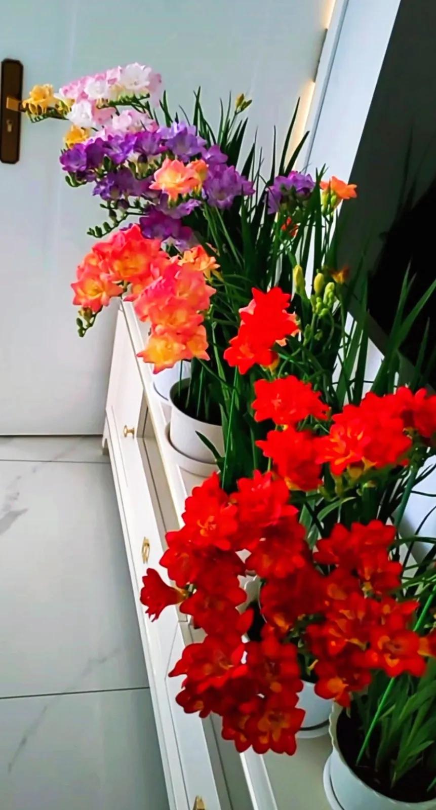 分享精美花朵图片,分享春天的图片大全