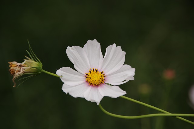 紫薇都市田园直播,紫薇都市田园好玩吗