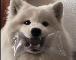 狗狗吃草是什么原因？原来是这几点在作怪，错怪狗子了