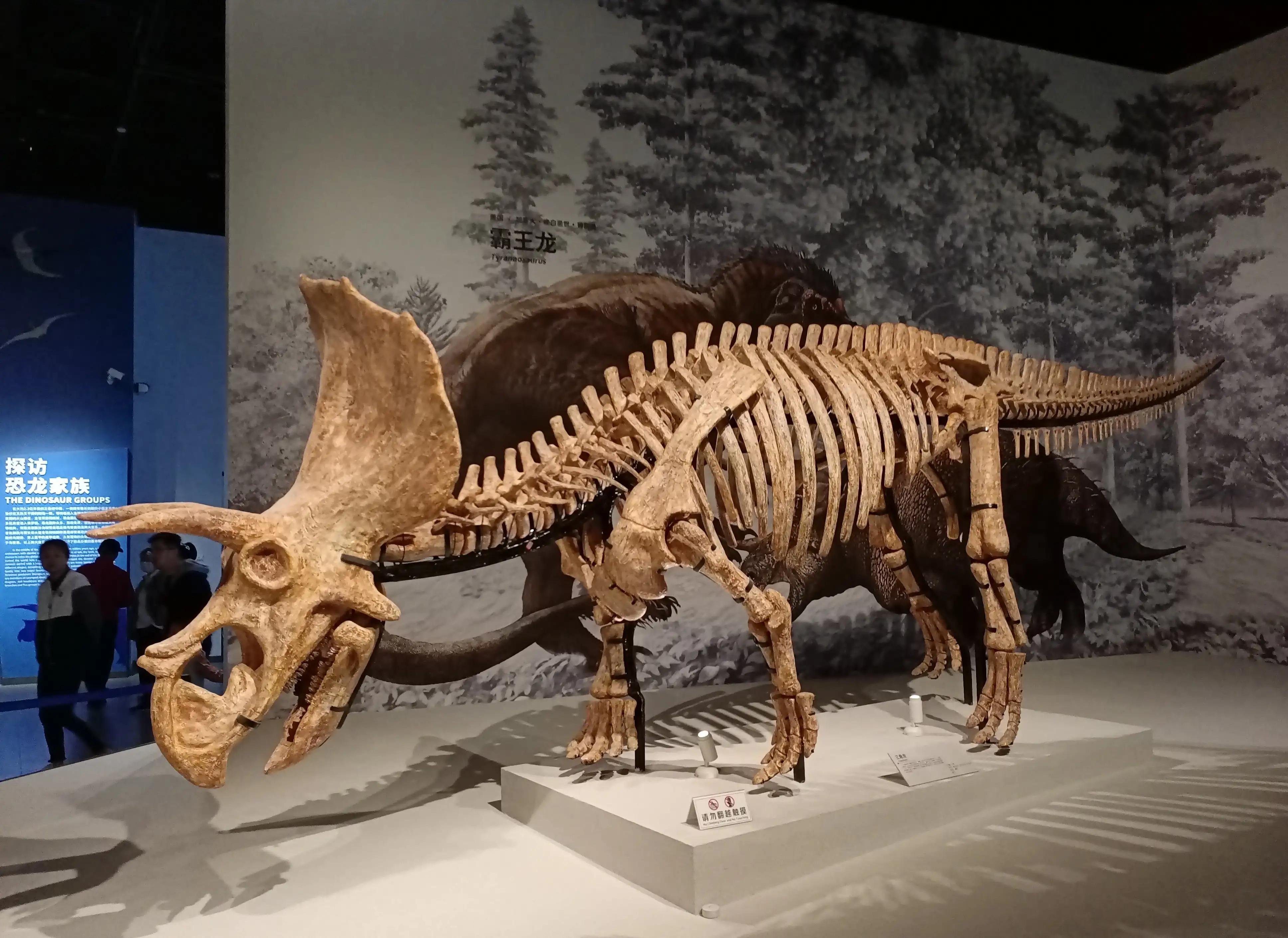 成都自然博物馆要钱吗,成都自然博物馆免门票几天