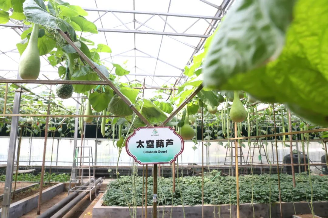 潍坊为什么叫宇宙寿光,山东寿光为什么称为宇宙寿光