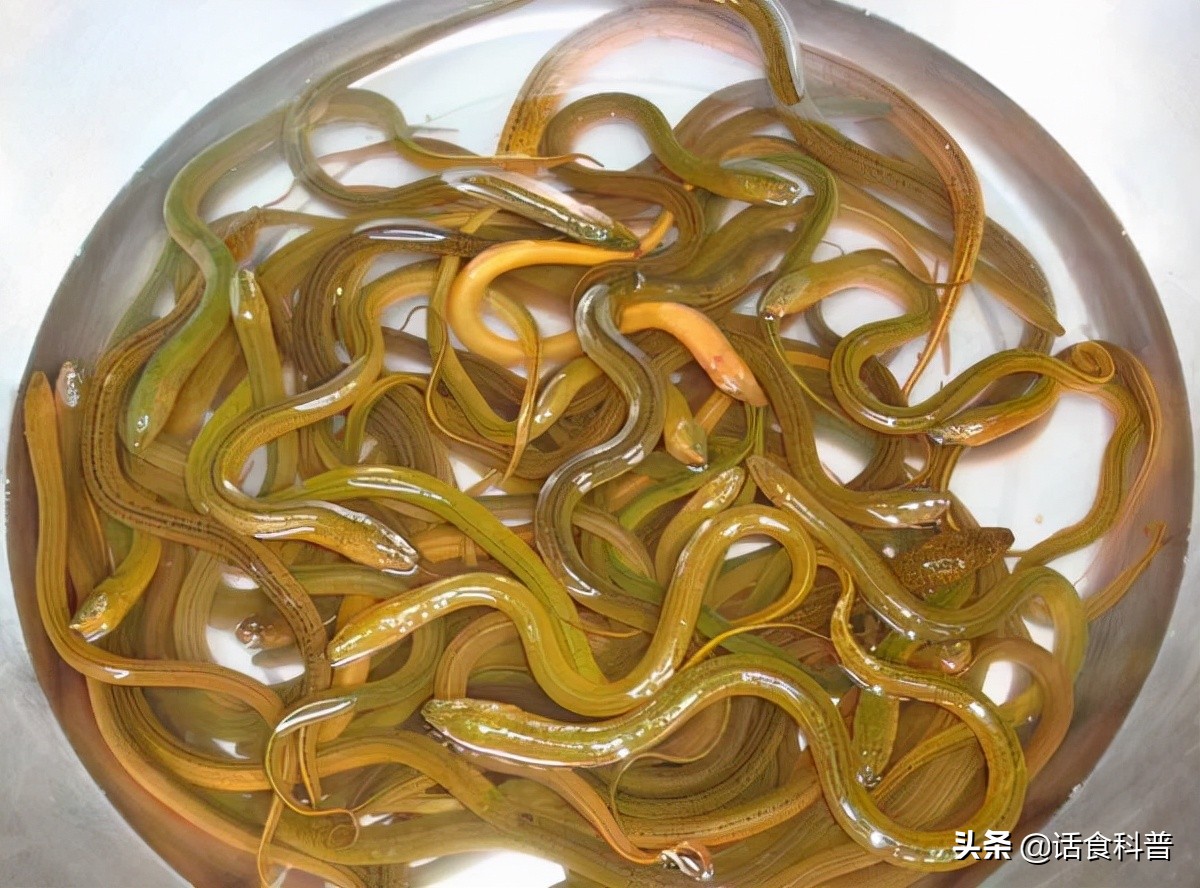 黄鳝对人有什么好处,男人长期吃黄鳝的好处