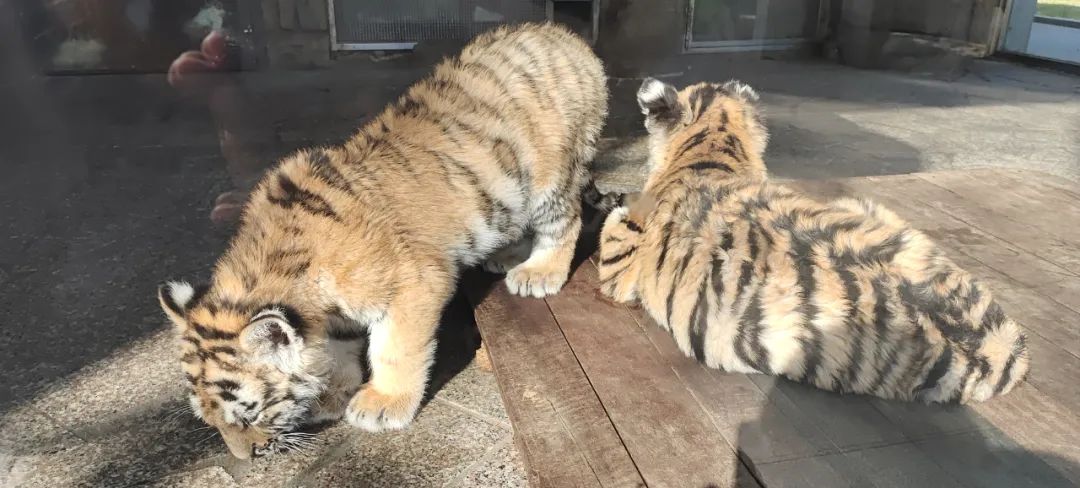 一月份去上海野生动物园和海洋馆,十一带大家去上海野生动物园玩