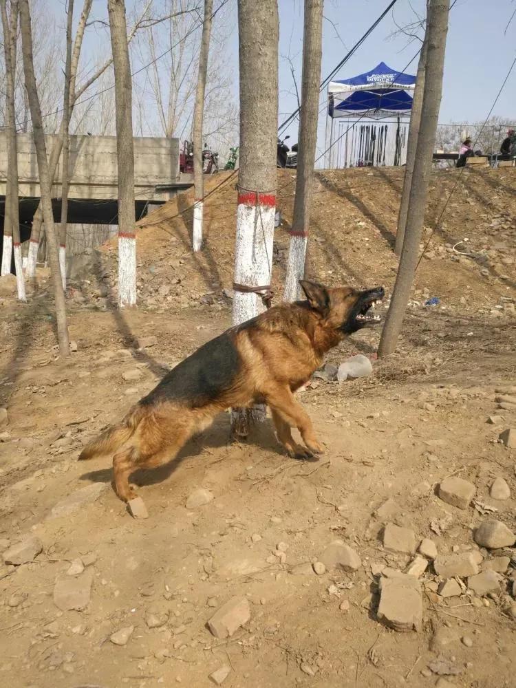 军犬是怎么选拔的,军犬怎样繁育