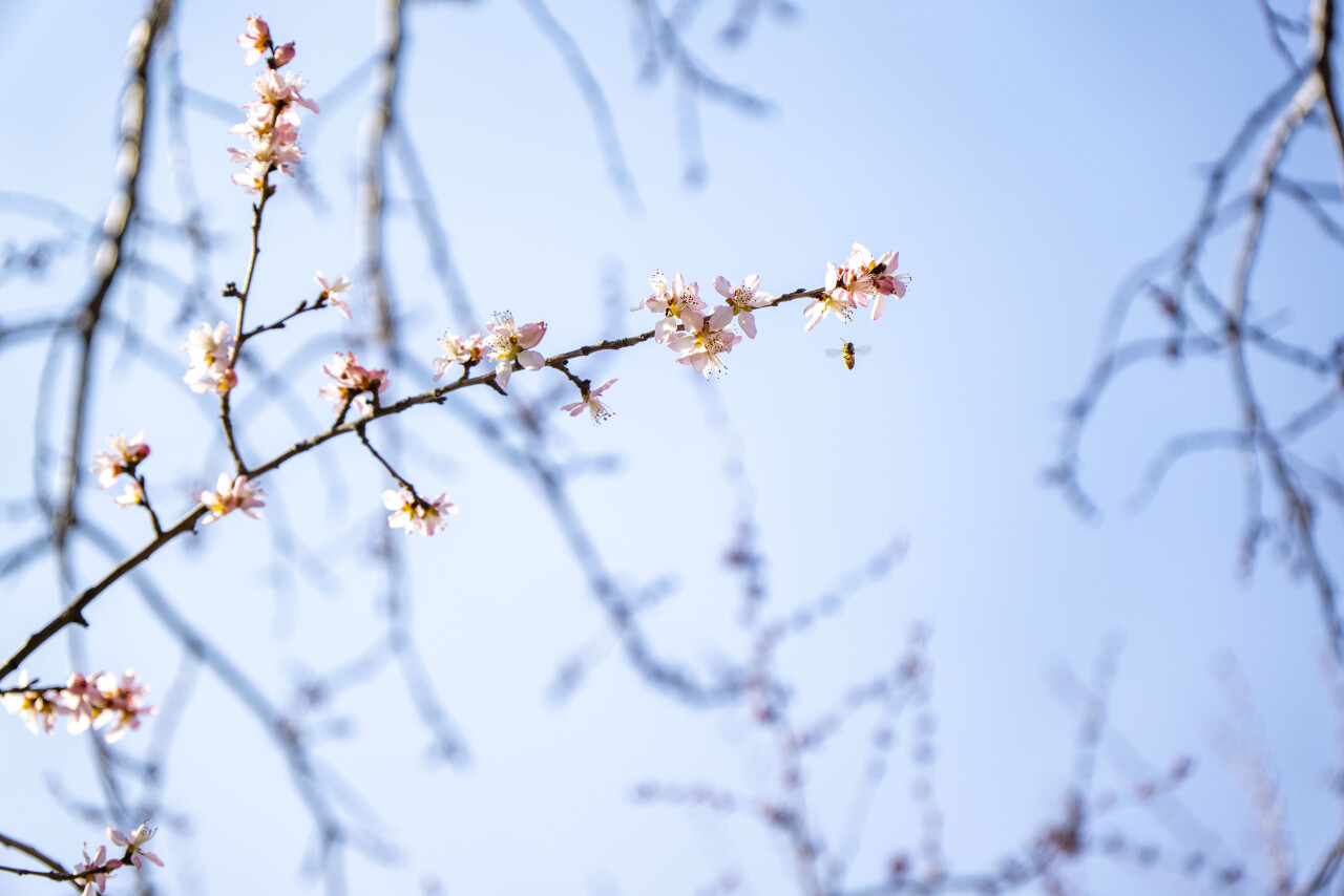 踏青济南攻略,济南黄河边春游攻略
