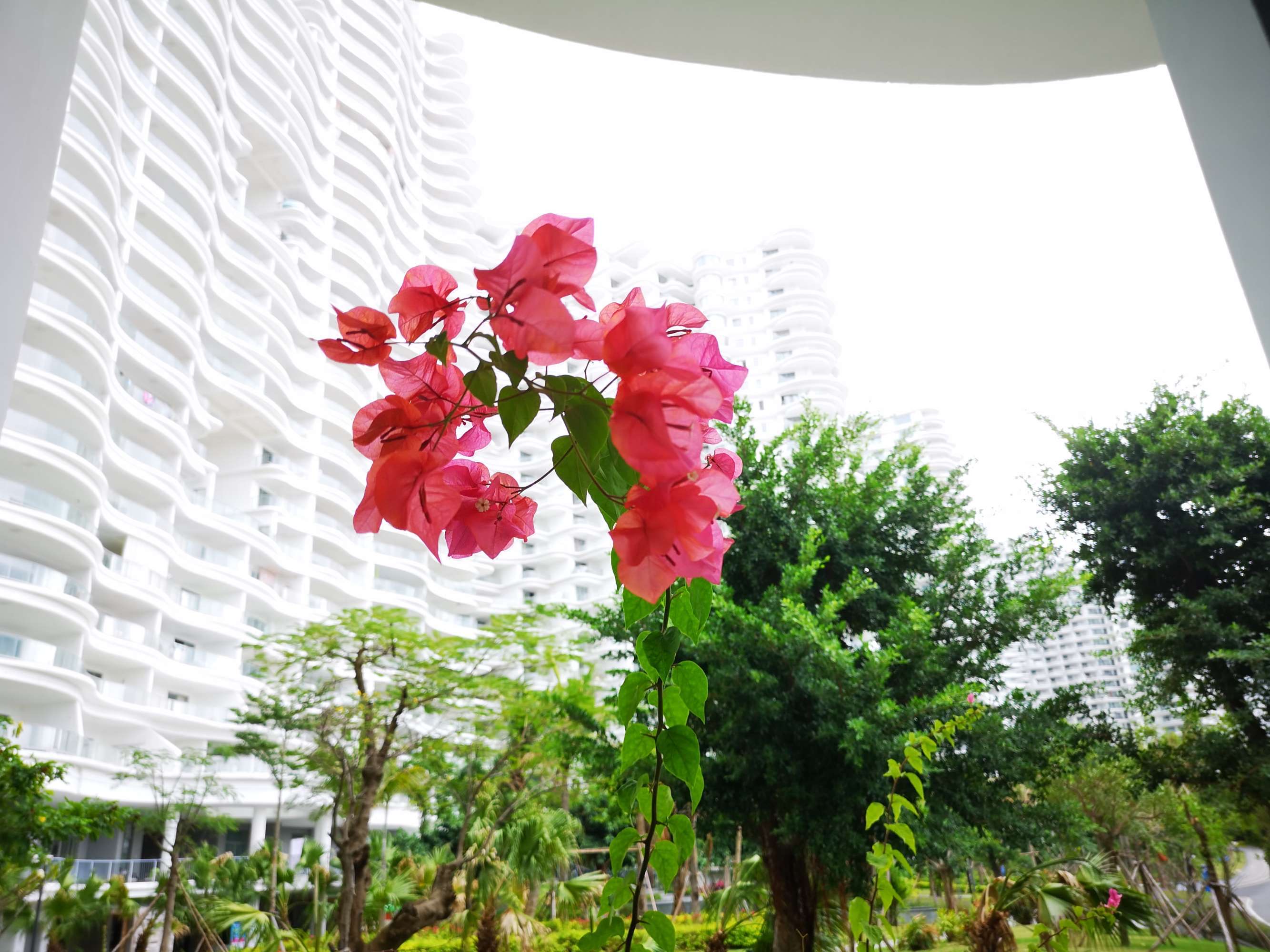 圆梦之园一一我的波波利海岸,上篇