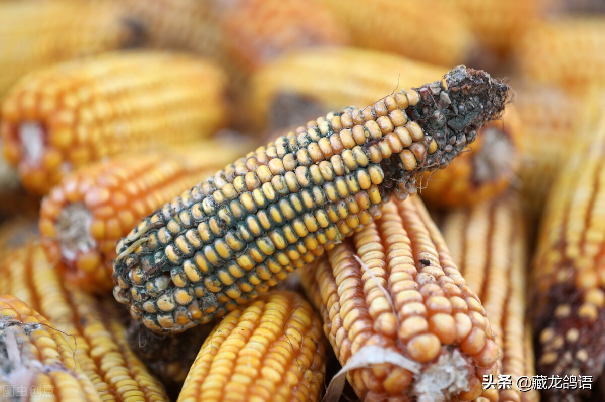 种鸽繁殖注意事项,种鸽育雏注意事项