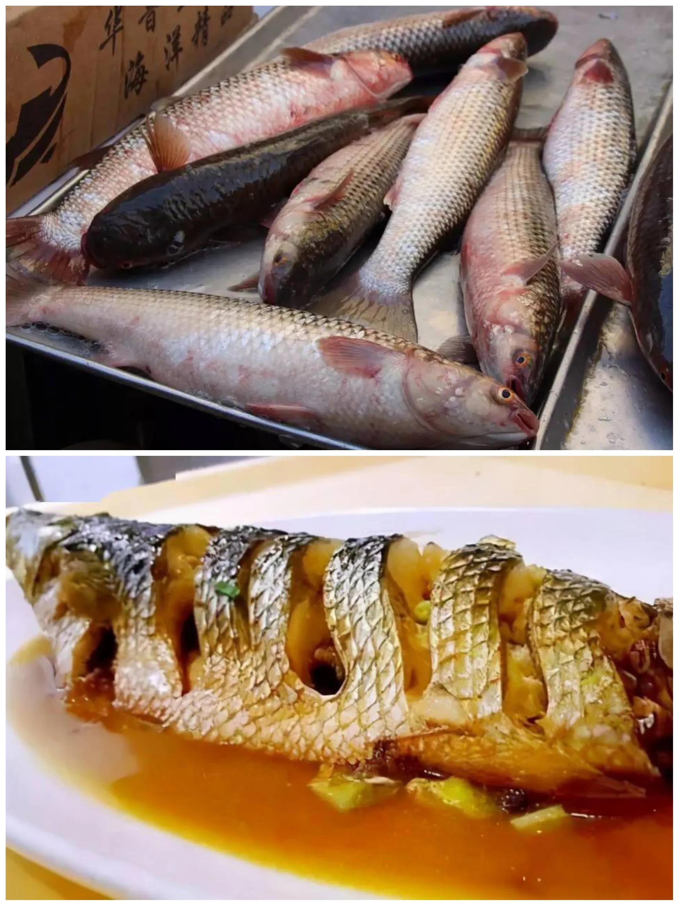 10种海鱼便宜营养价值高,30种最常吃的海鱼图片大全