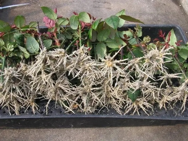 生根粉生根剂主要成分是什么,生根粉是生长素类调节剂吗