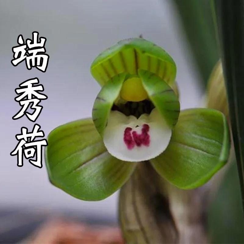 兰花品种大全四川,兰花品种鉴别方法