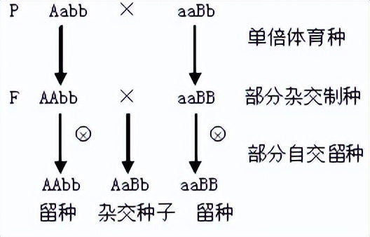 高中生物变异和育种知识点,高中生物变异育种进化思维导图