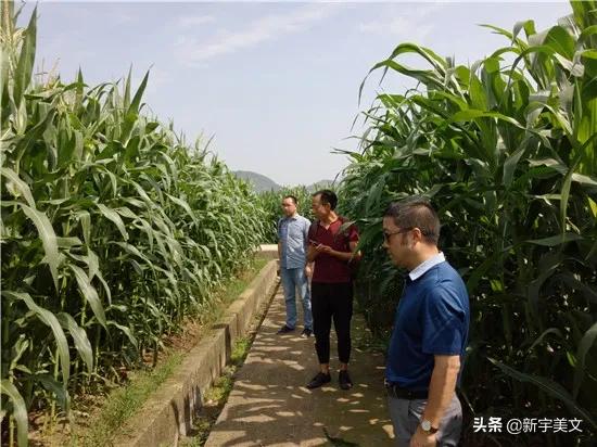 中国最优质的玉米,优质粮食玉米