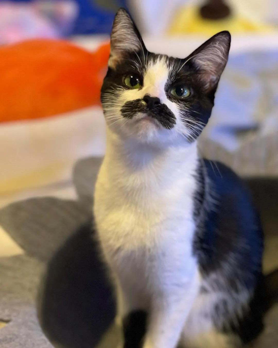 因为长了嘴一字胡，奶牛猫无人领养，却因祸得福成了网红