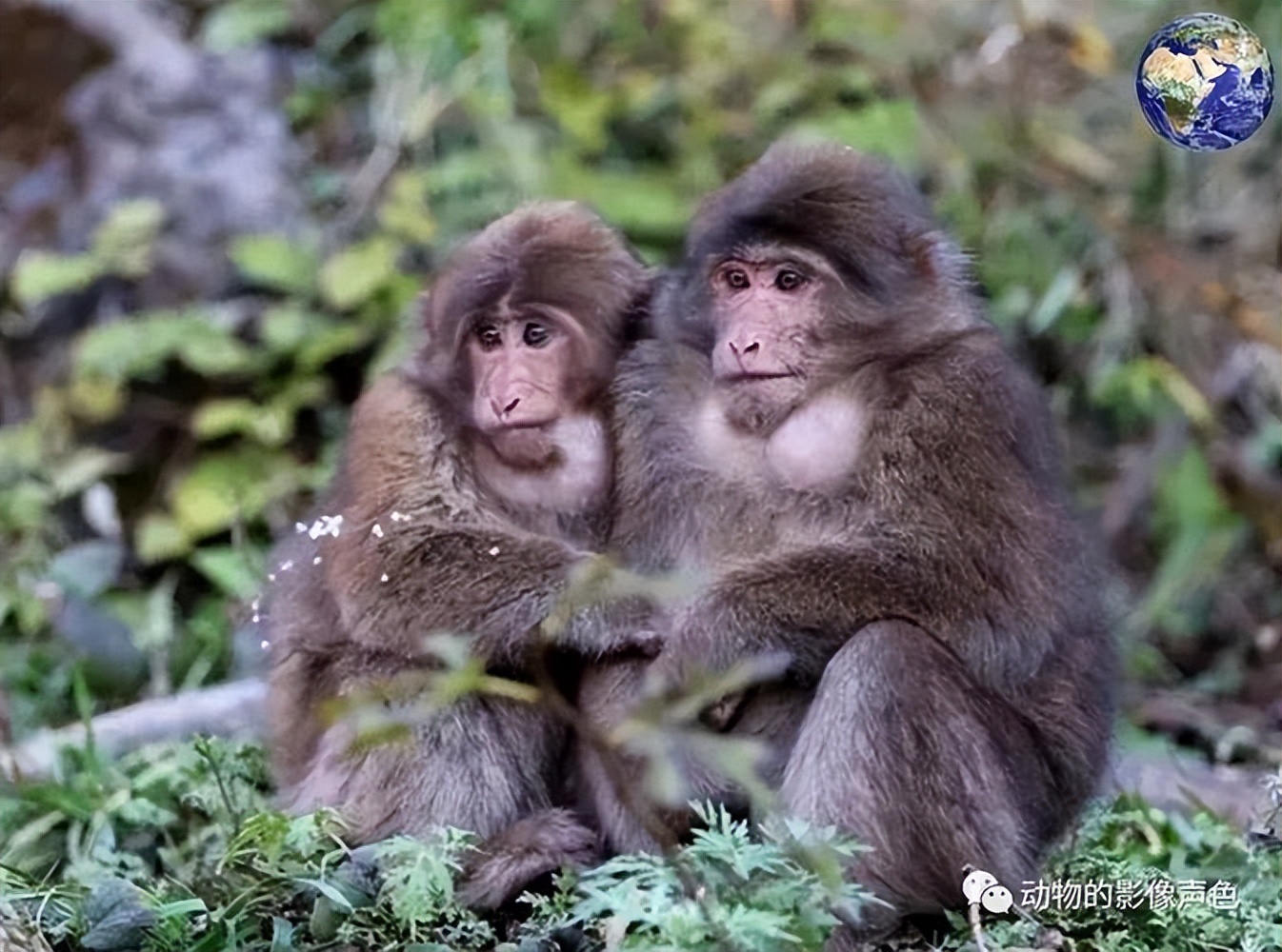 动物园全部被虎王咬死的故事,动物世界雄狮咬死鬣狗首领