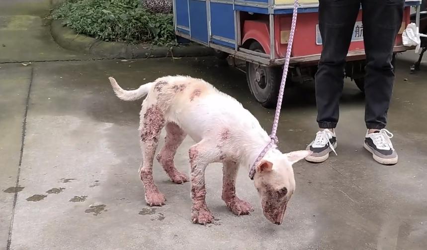 牛头梗以前的样子,牛头梗早期样子