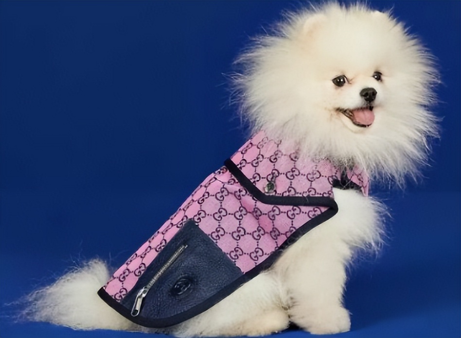 Gucci宠物单品曝光,捡屎包亮了
