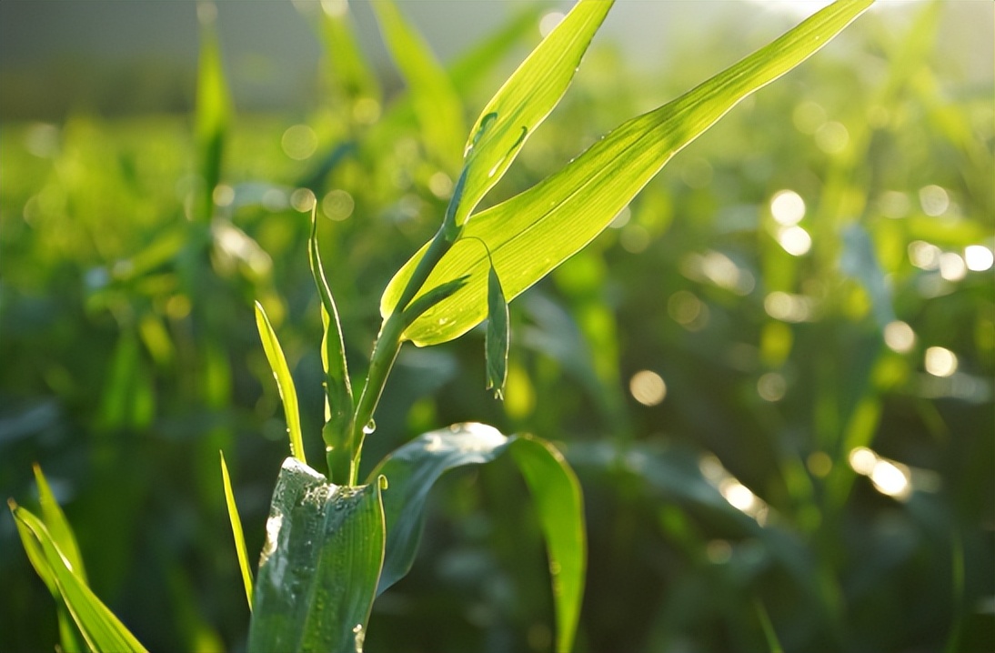案例剖析！海棠湾薏米如何乡村振兴？品效合一+爆品*局破**