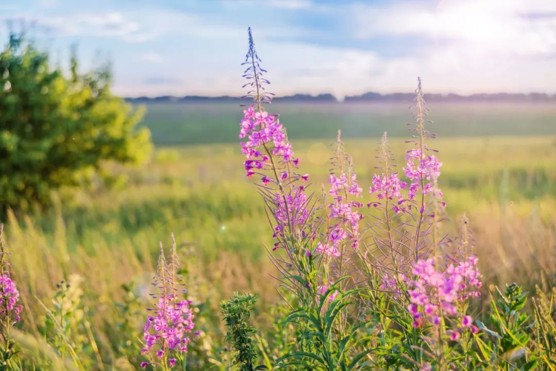写春天最美好的50首诗词,写春天最唯美的古诗词50首