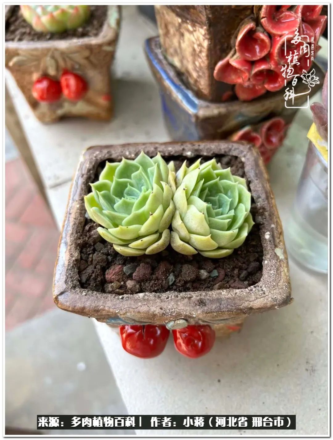 我与多肉植物之间的故事,我和多肉十二卷的故事100字