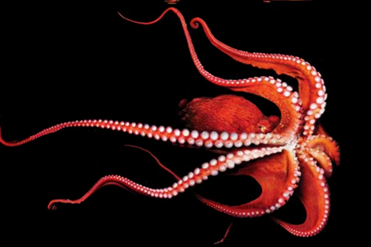 八爪鱼章鱼鱿鱼墨鱼乌贼的科普,如何区分鱿鱼章鱼八爪鱼