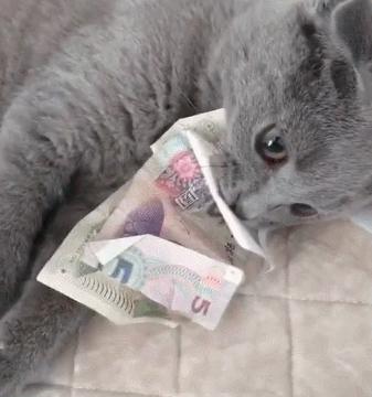 哪种猫不臭比较好养,盘点猫界很香的几种猫