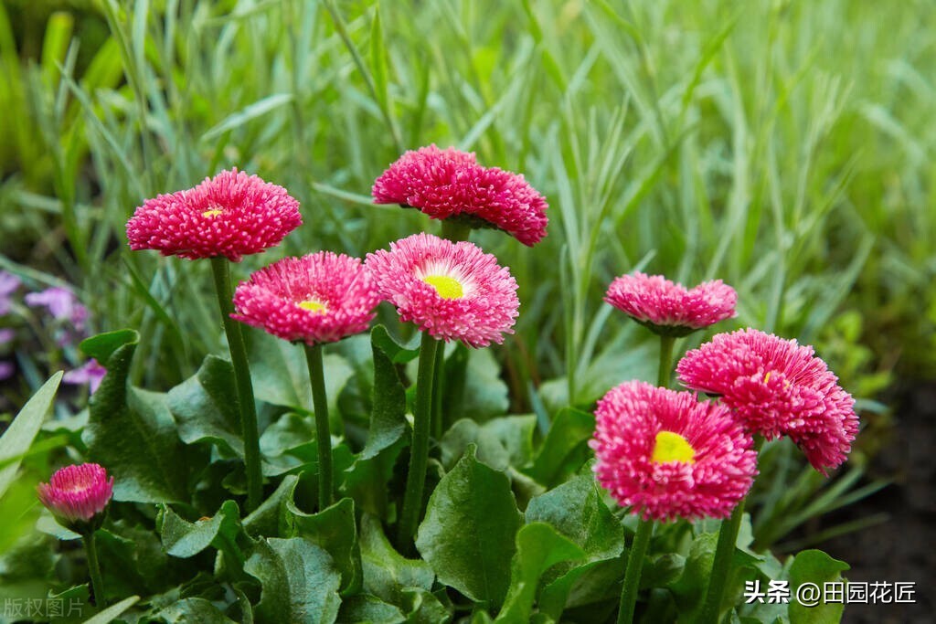 雏菊花期长怎么办,雏菊盆栽花期过后怎样打理