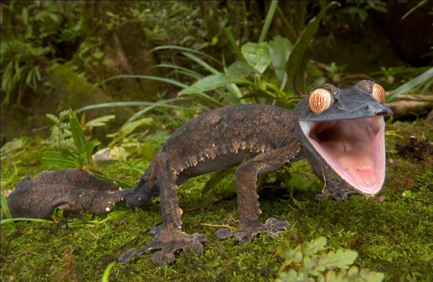 壁虎为什么会被称为五毒,壁虎为什么被称为五毒之一