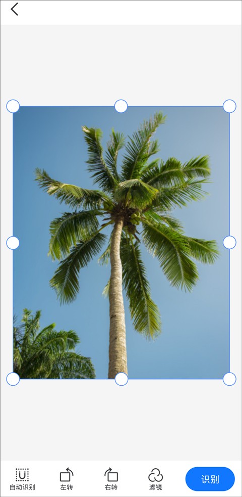 拍植物图片能识别植物的软件,什么样的软件可以拍照识别植物