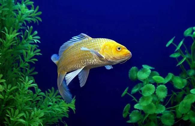 2020年禁养水产类名单,国家禁止放生的鱼类有哪些