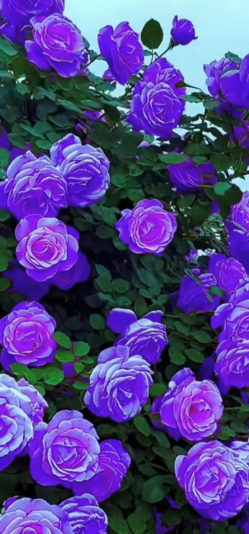 美到极致的月季花图片,仙气十足的月季花图片