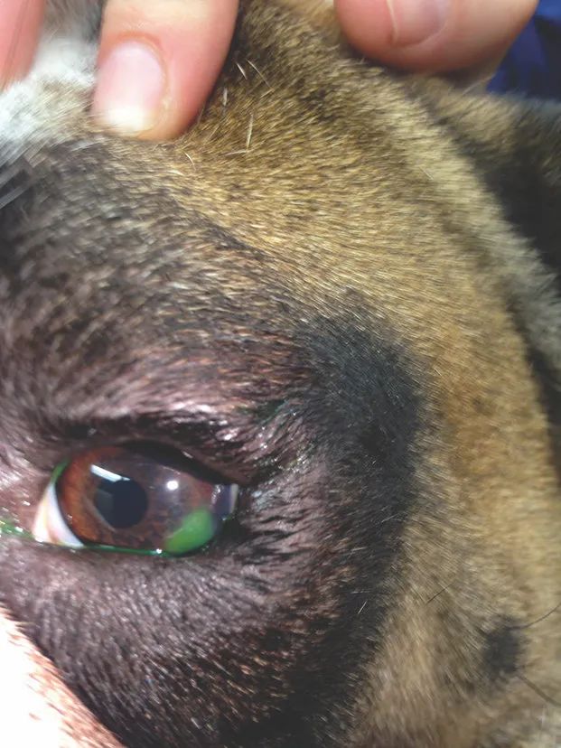 猫咪惰性角膜溃疡,犬角膜溃疡导致的原因