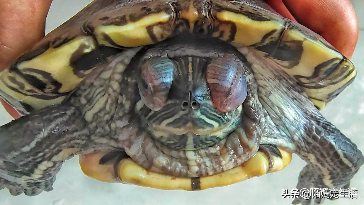 乌龟白眼病用红霉素软膏,白眼病乌龟干养还是水养