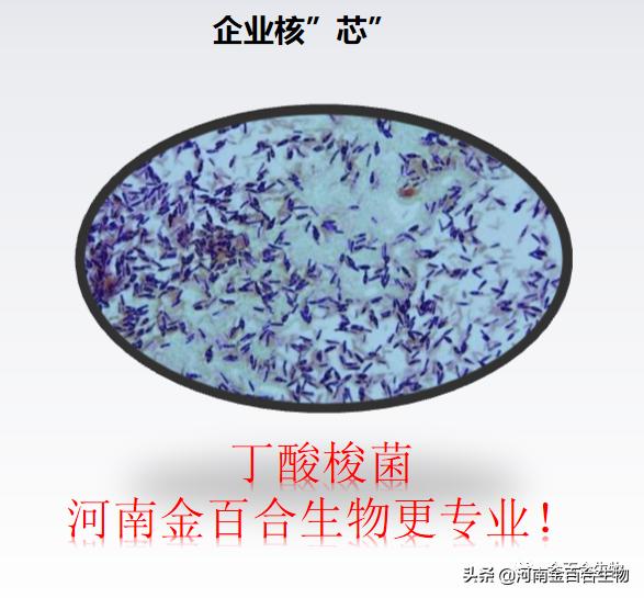 丁酸梭菌修复肠道,丁酸梭菌类似的肠道益生菌