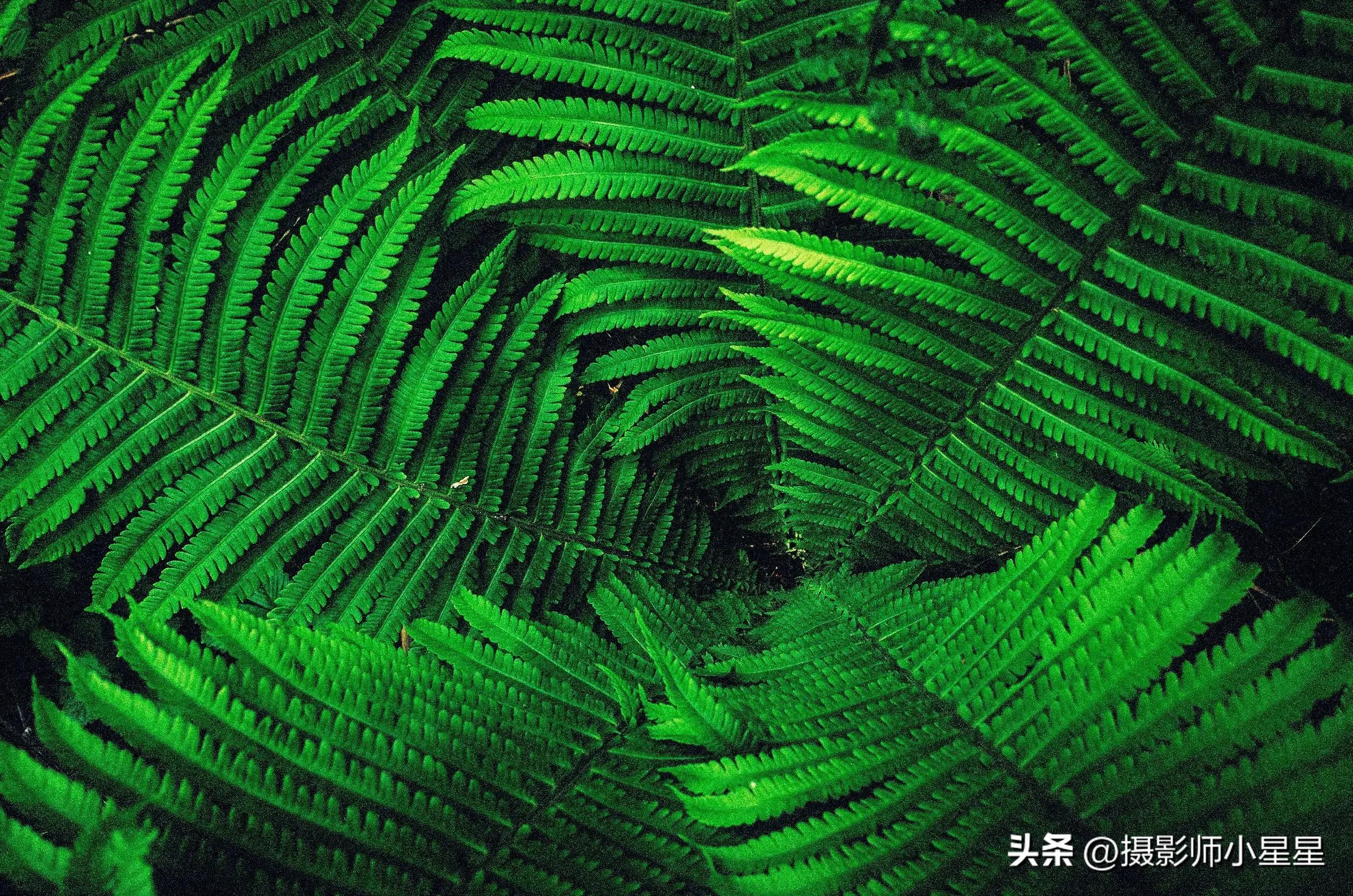 夏天绿色之美,夏天的绿色之美