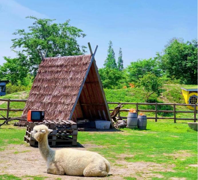 疯马牛萌宠乐园设计,疯马牛萌宠乐园在哪里