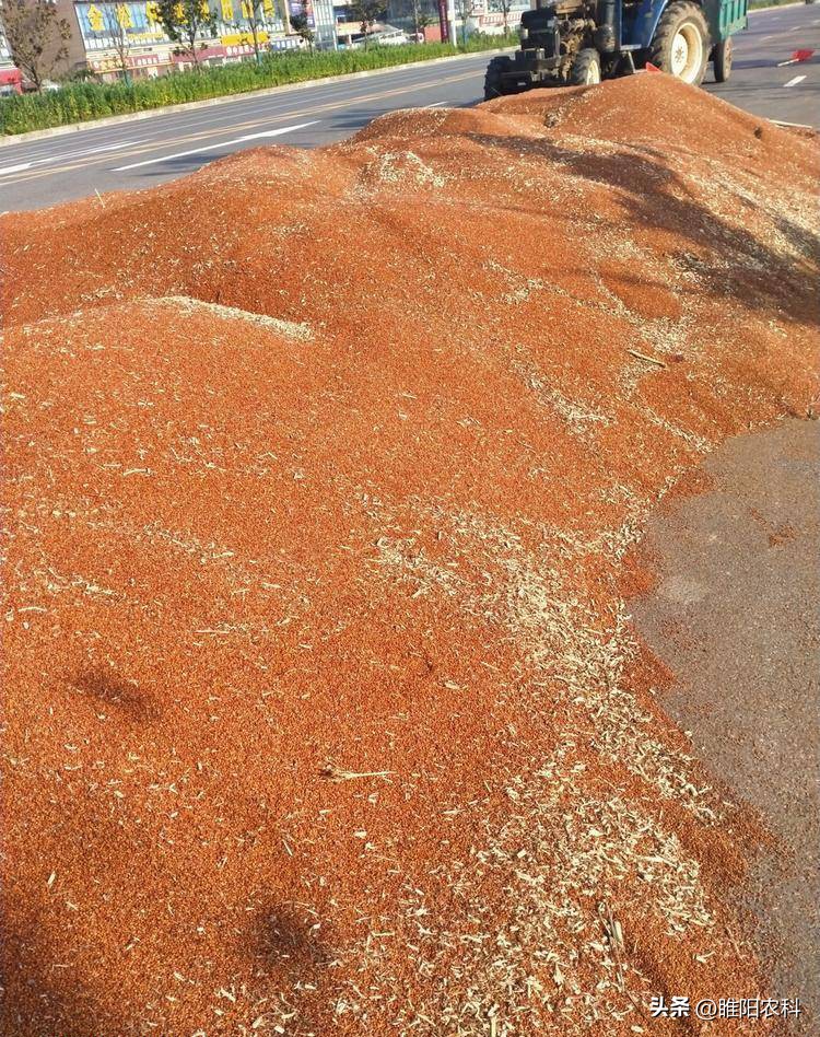 致富好项目一亩赚3万种植超简单,明年挣钱的几大种植项目大全