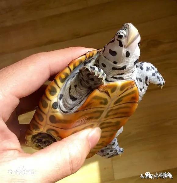 钻纹龟怎么干养,钻纹龟怎么养白