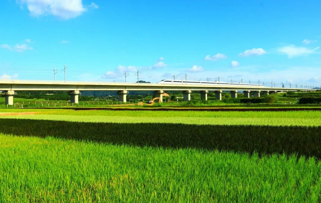 端午假期光明活动超精彩！音乐live、摘荔枝、包粽子……等你解锁！