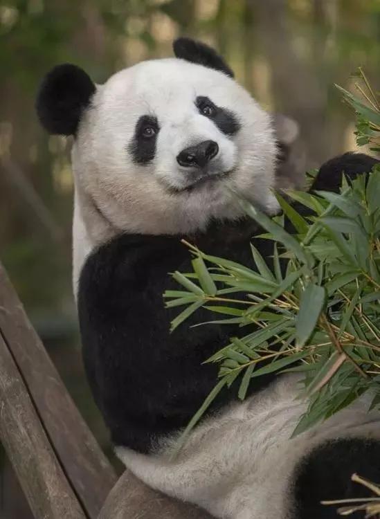 熊猫界几大家族,熊猫的种类有多少种