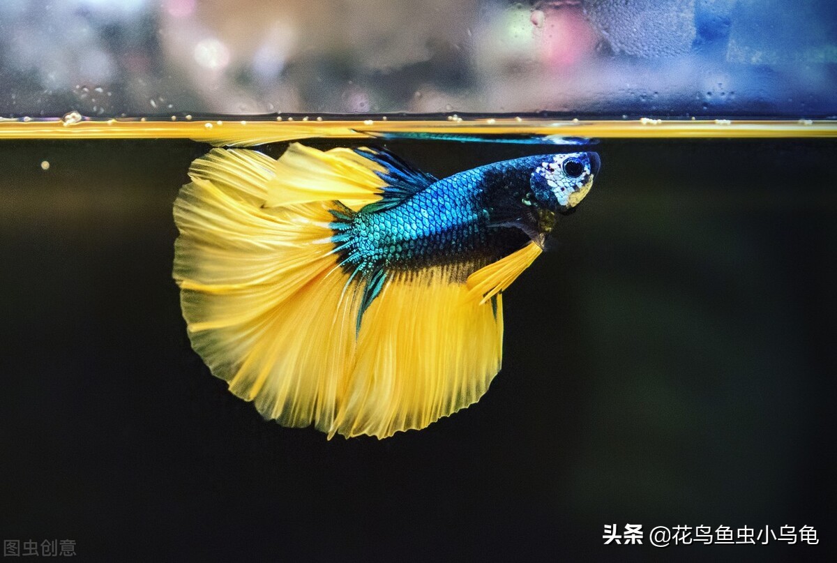 怎么防止斗鱼跳缸,泰国斗鱼会跳缸吗