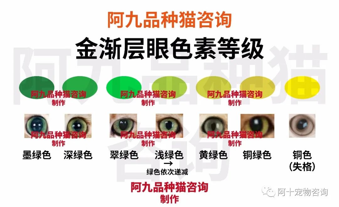英国短毛猫蓝金渐层特征,英国短毛猫金渐层十一色