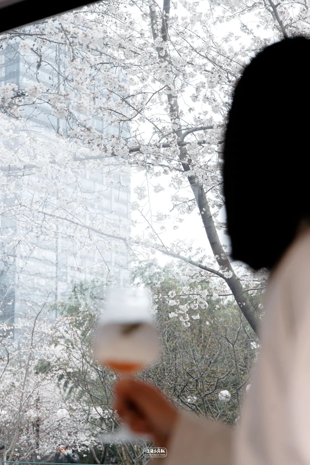 樱花观赏的最好时期,樱花的最佳季节