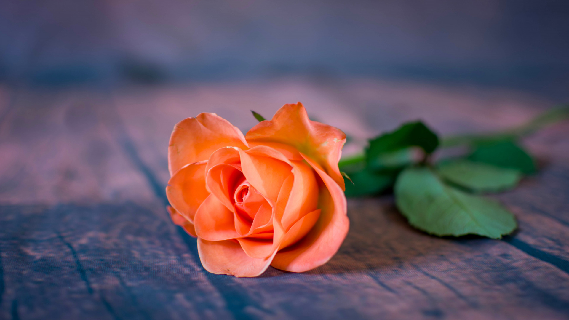 女人不主动联系说明她不爱你了,女人从来不主动联系你说明不喜欢