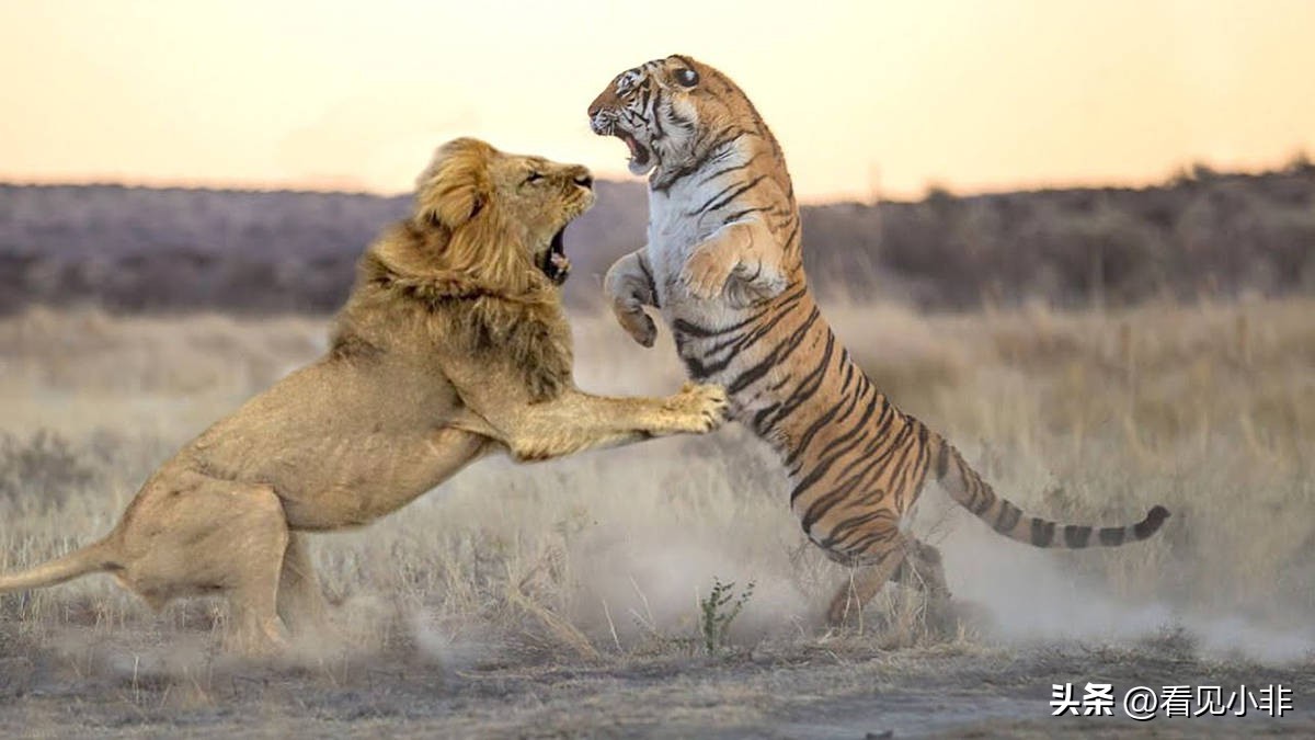 狮子和老虎到底谁厉害有图有真相,狮子和老虎到底谁厉害呢