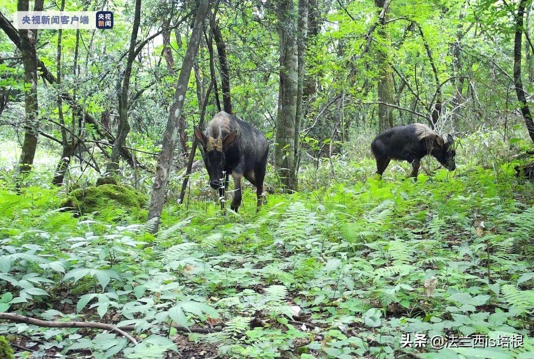 罕见的天马神兽,惊现野生神兽视频