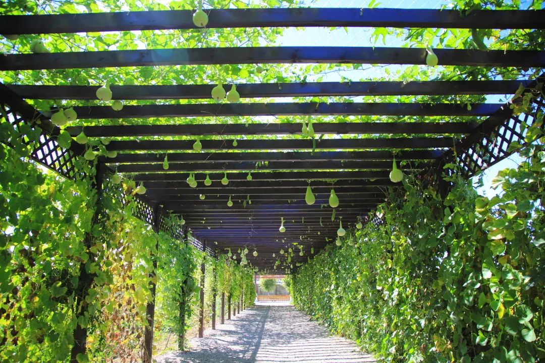 北京周边的向日葵花海,顺义向日葵花海