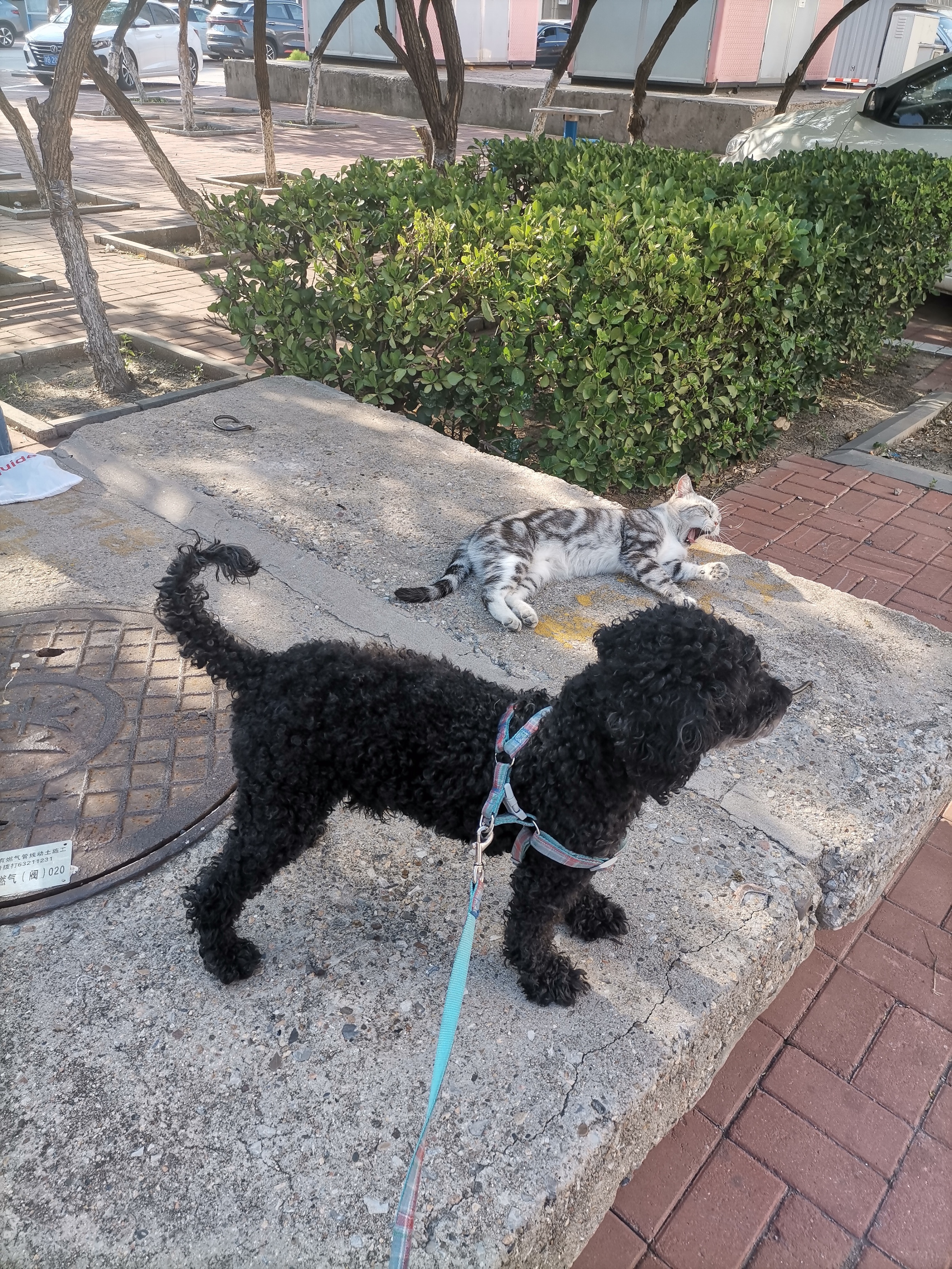 我的第二只猫咪图片,第二只猫来了第一只猫生气