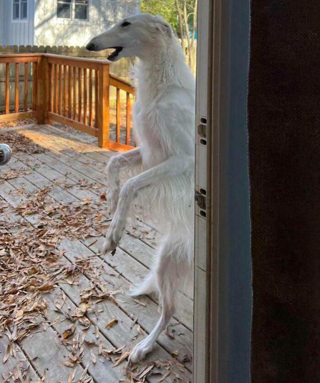 十种非常反骨的狗,狗狗反骨是什么原因