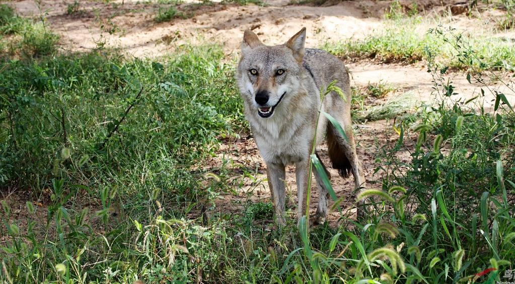 狐狼跟狼的区别,狐狸和狼长什么样子