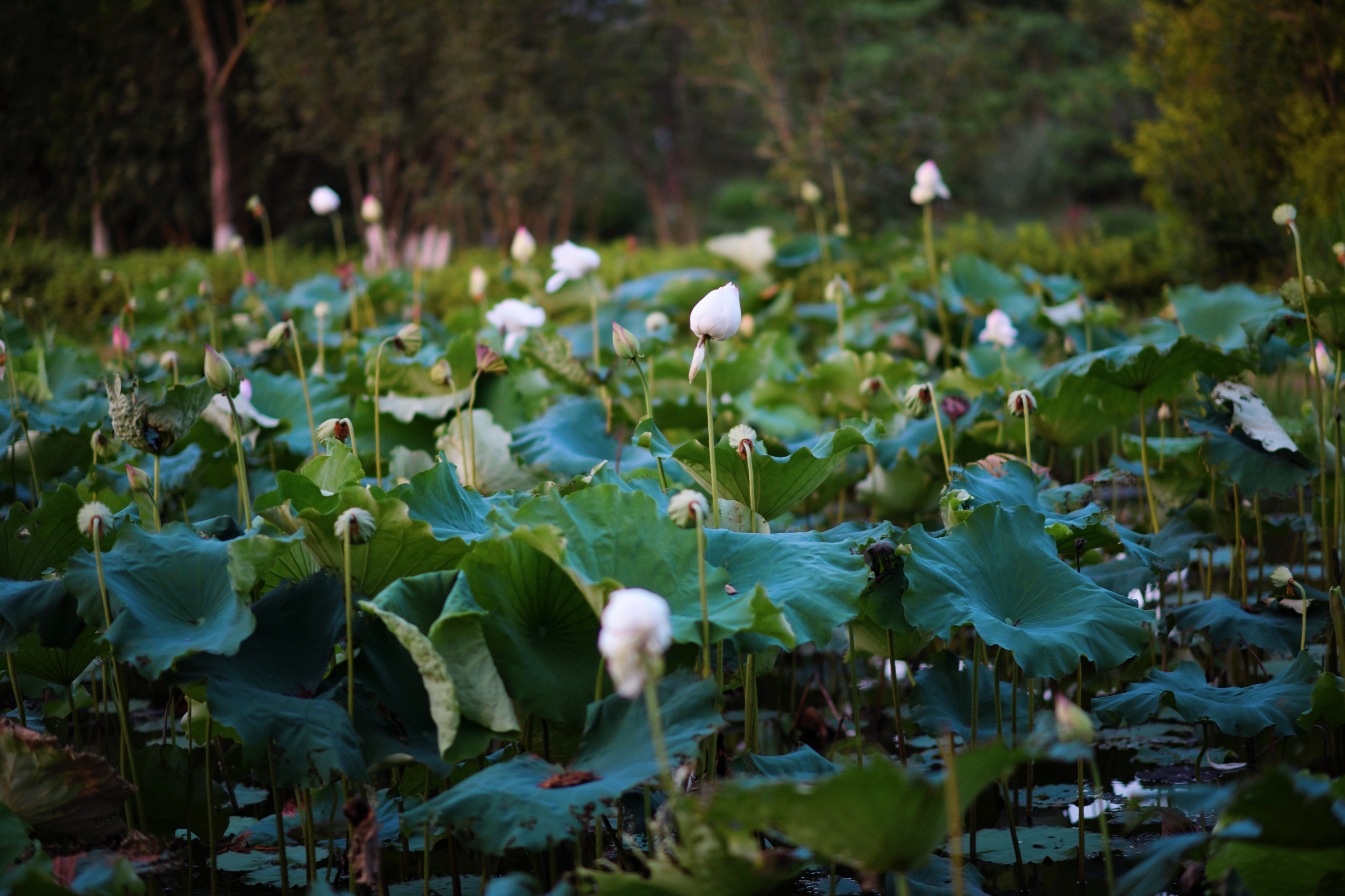 重庆市赏花胜地游玩线路,重庆渝北周边赏花地点推荐